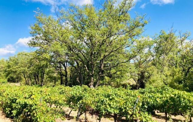 Saint-Michel - Photo 33