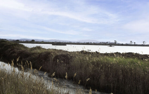 Port de La Gavine - Photo 21